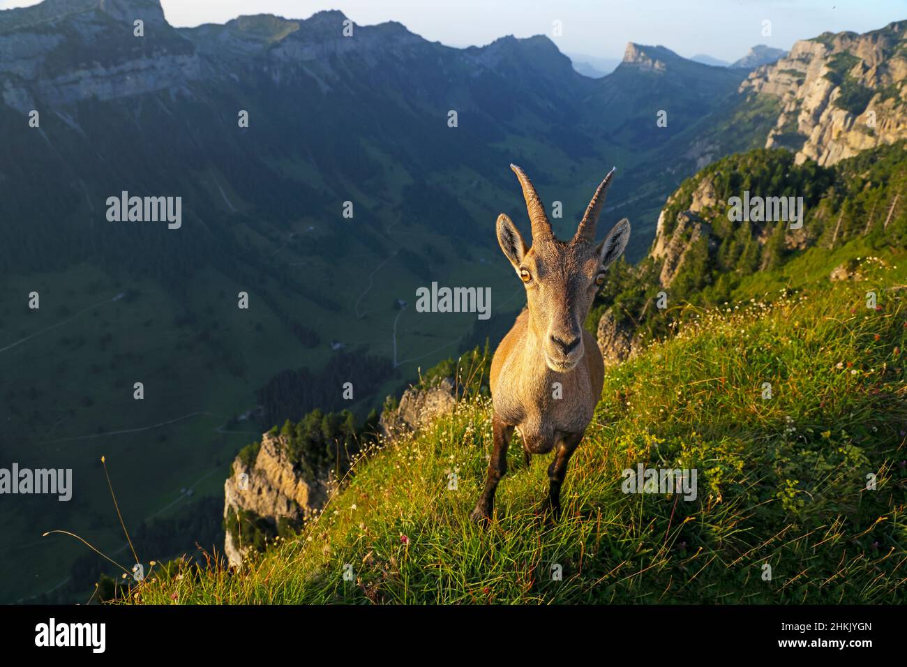 Stambecco alpino (Capra ibex, Capra ibex ibex), stambecco femmina in pendenza in un prato di montagna al Niederhorn, Svizzera, Oberland Bernese, Foto Stock