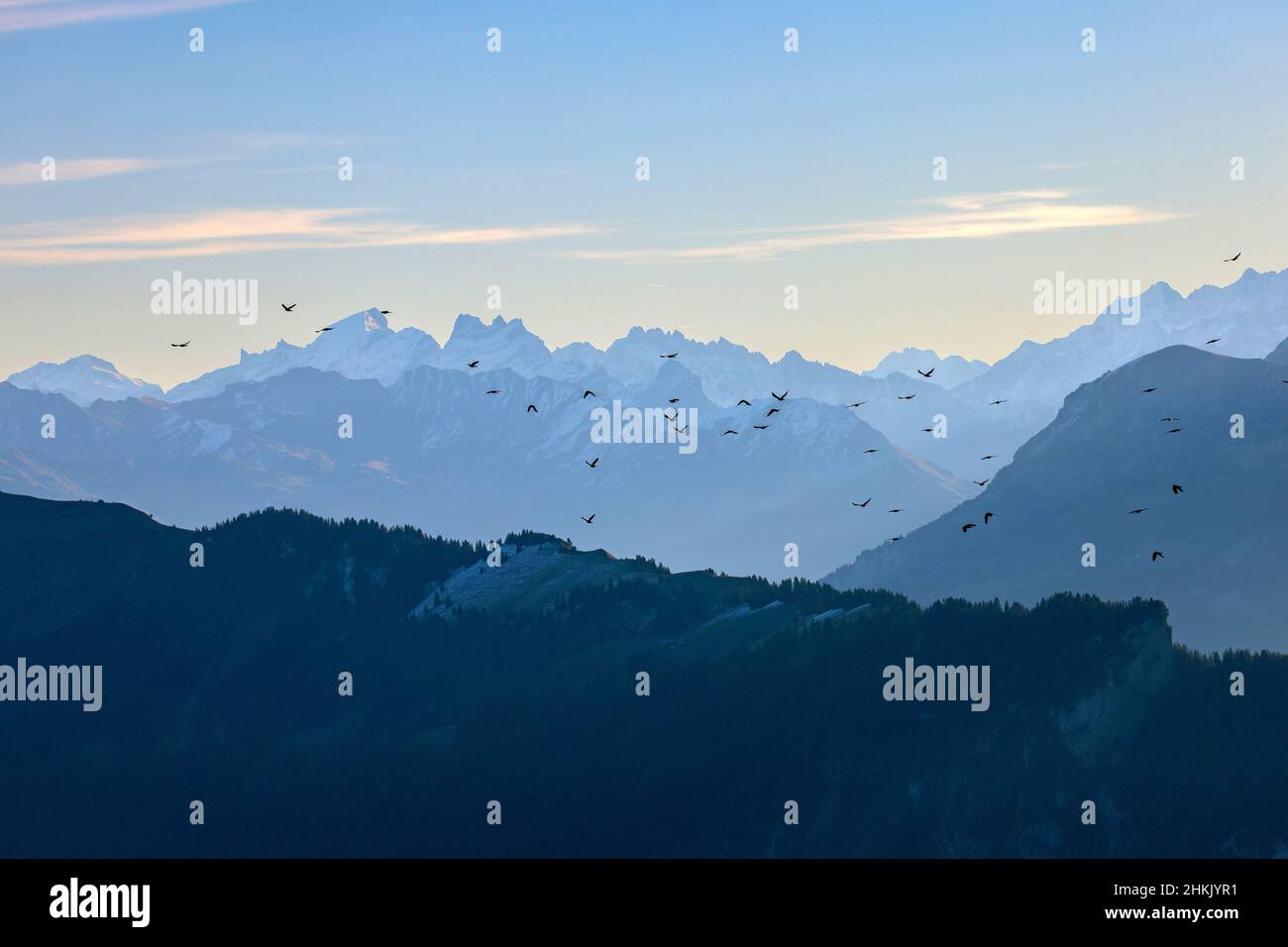 Tosse alpina (gracolo di pirrhocorax), flying gregge di fronte alle Alpi Bernesi con Niederhorn e Beatenberg, Svizzera, Oberland Bernese Foto Stock