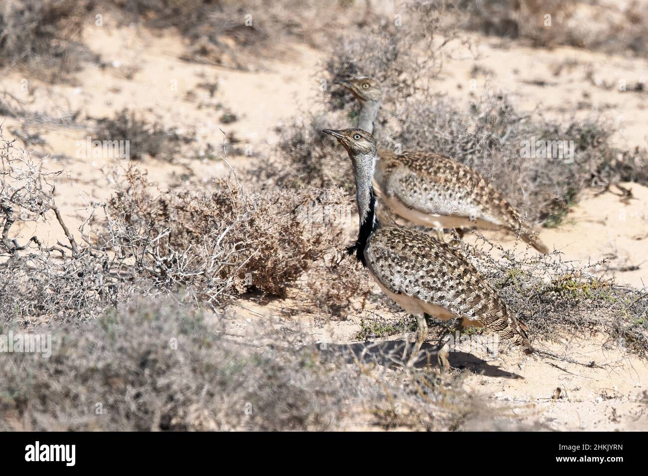 houbara bustard (Chlamydotis undulata), due maschi camminano in semi-deserto, Isole Canarie, Lanzarote Foto Stock