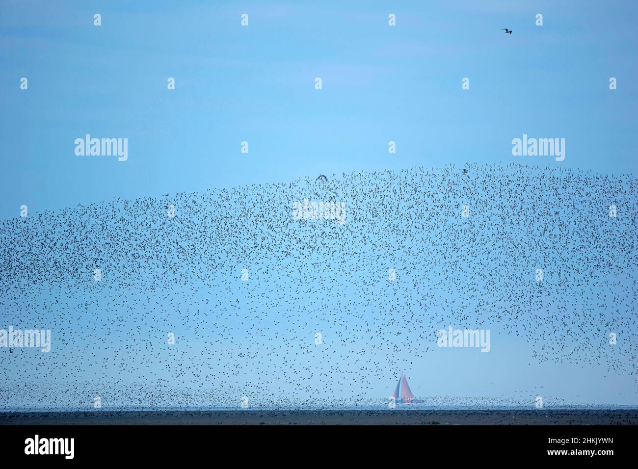 dunlin (Calidris alpina), flying flock e barca a vela, Paesi Bassi, Frisia Foto Stock