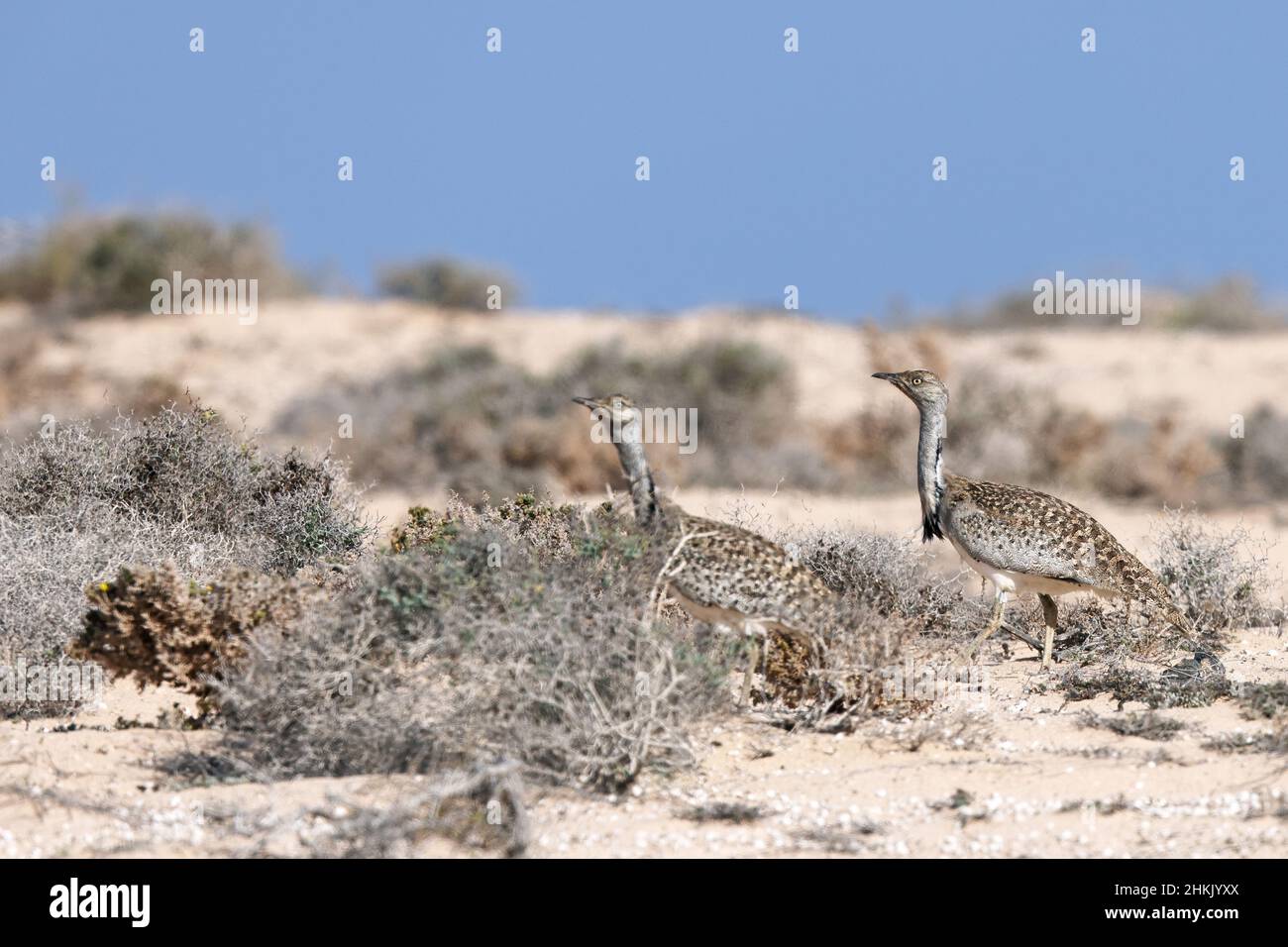 houbara bustard (Chlamydotis undulata), due maschi camminano in semi-deserto, Isole Canarie, Lanzarote Foto Stock