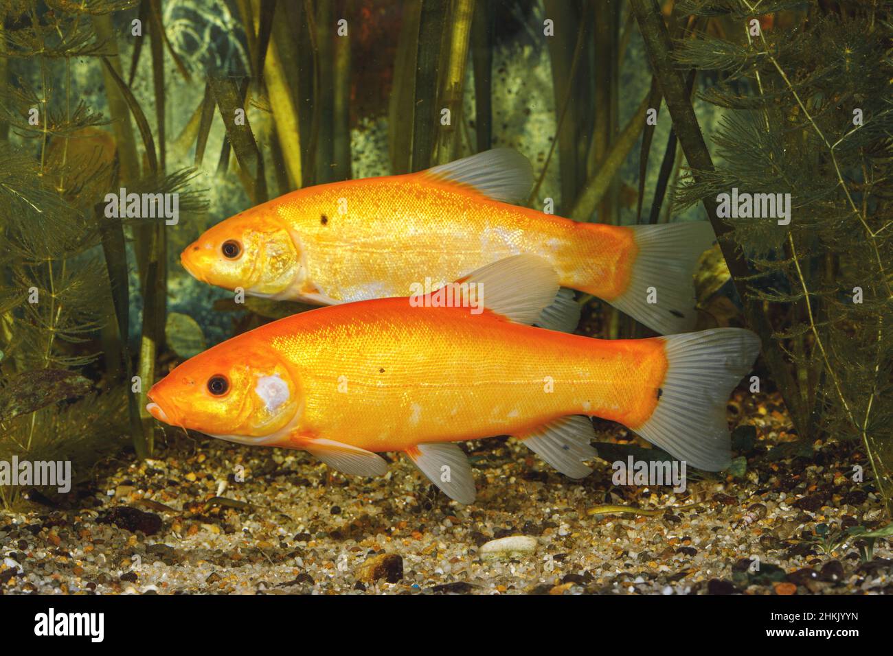 Tinch (Tinca tinca), morph di colore arancione, femmina e maschio sullo sfondo, Germania Foto Stock