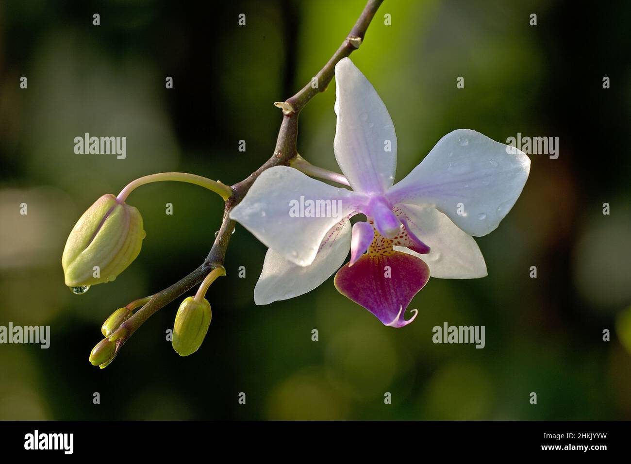 Orchidea della falena (Phalaenopsis-Hybride, Phalaenopsis intermedia, Phalaenopsis x intermedia), con gocce d'acqua Foto Stock