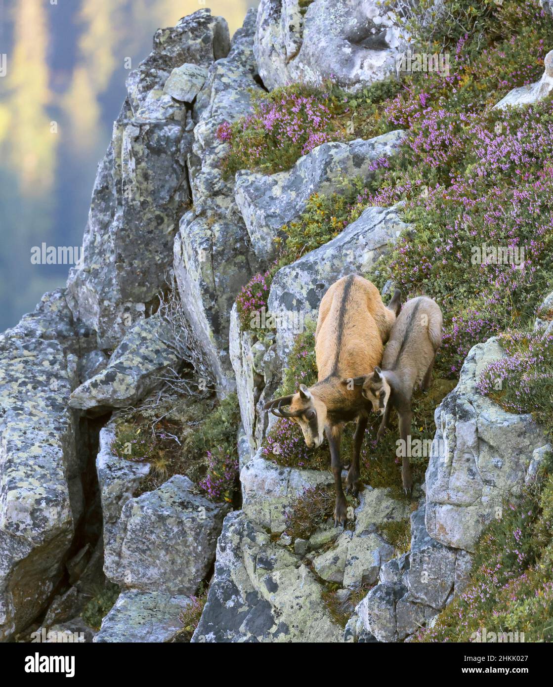 Camosci (Rupicapra rupicapra), camosci femmina e giovane animale che corre lungo un ripido pendio di montagna, vista laterale, Svizzera, Oberland Bernese Foto Stock