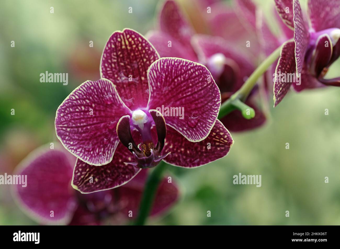 Orchidea della falena (Phalaenopsis-Hybride), fiore Foto Stock