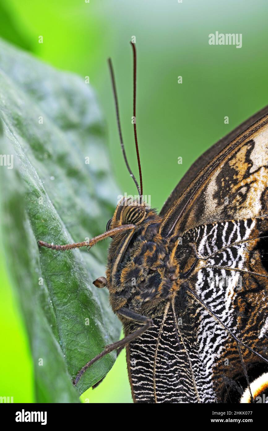 Gufo viola (Caligo beltrao), seduto su una foglia, vista laterale Foto Stock