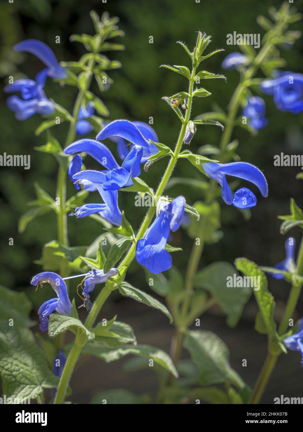 Salvia genziana, salvia blu (Salvia patens), fioritura Foto Stock