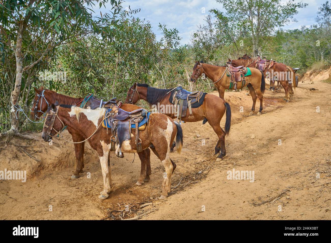 Cavallo nazionale (Equus przewalskii F. caballus), cavalli in attesa di tournée nella Valle dei Vinales, Cuba, Pinar del Rio, Vinales Foto Stock