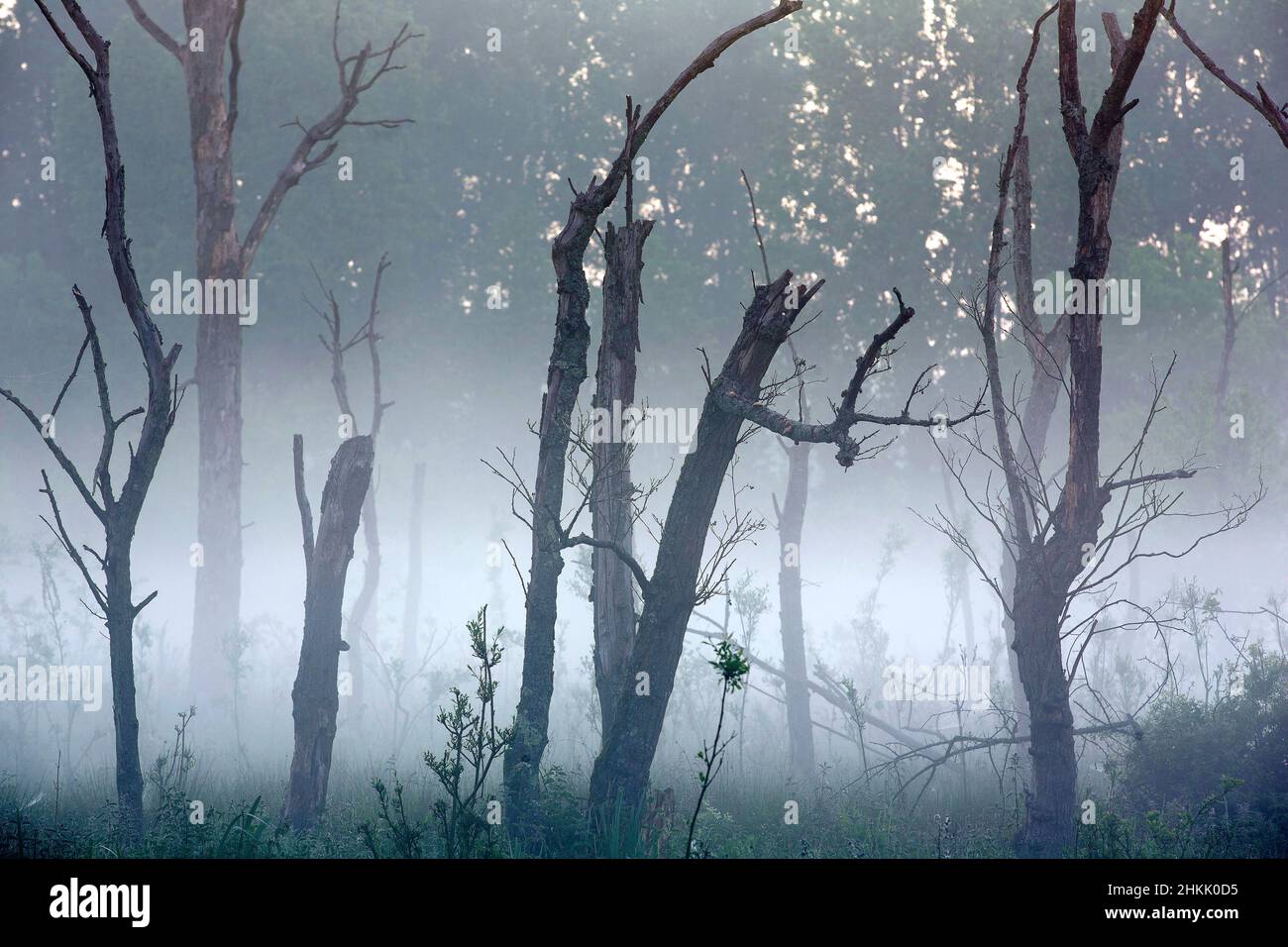 Foresta di brook nella riserva naturale di Wellemeersen, Belgio, Fiandre Orientali, Wellemeersen, Aalst Foto Stock