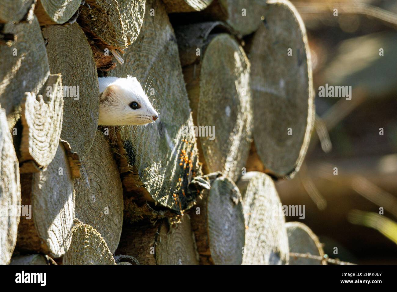 Ermine, Stoat, donnola a coda corta (Mustela erminea), con pelliccia d'inverno, sbucciando da un cumulo di bosco, Germania, Baviera Foto Stock