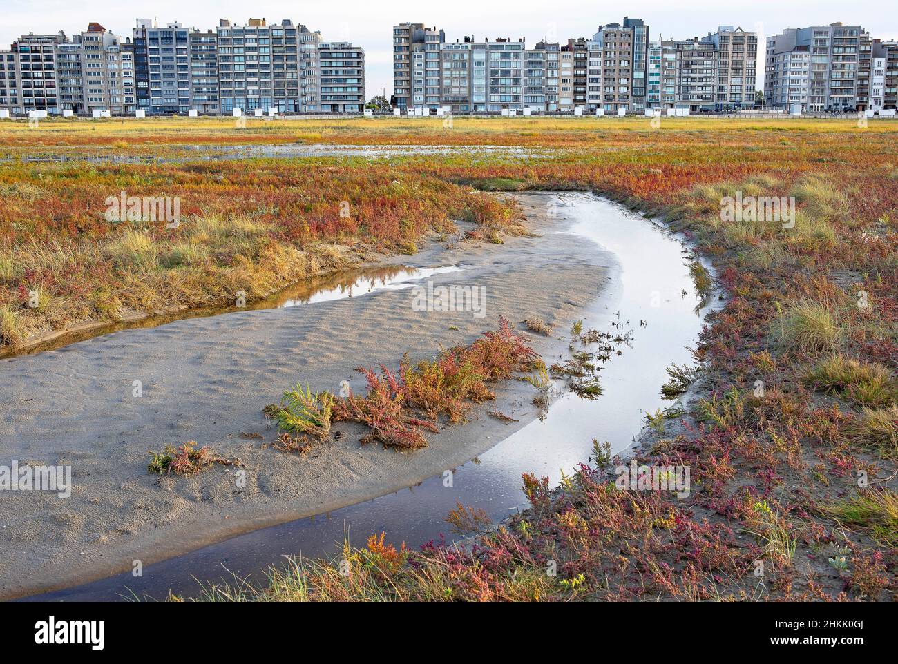 Seablite annuale, blite di mare annuale, blite di mare erbacea (Suaeda maritima), presso la Natuurreservaat Baai van Heist, Belgio, Fiandre Occidentali, Foto Stock
