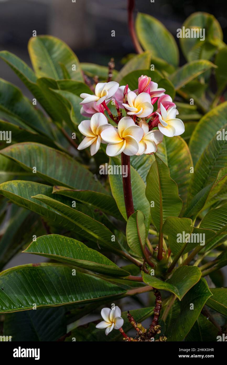 Templetree, plumeria rossa (Plumeria rubra), fioritura, Isole Canarie, Lanzarote Foto Stock
