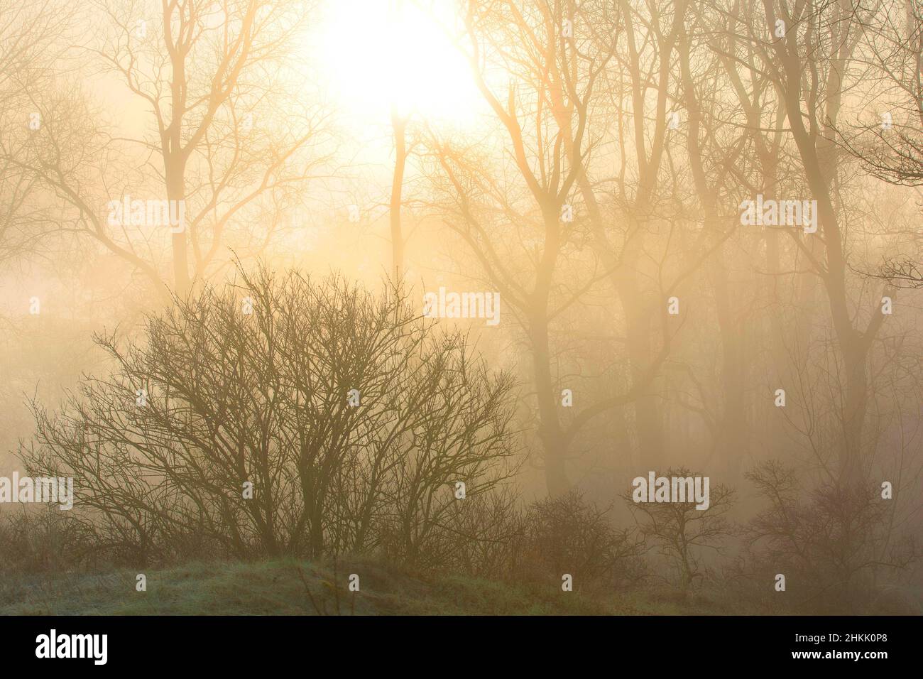 Nebbia nella foresta di Hannecart, Belgio, Fiandre Occidentali, Hannecartbos, De Panne Foto Stock