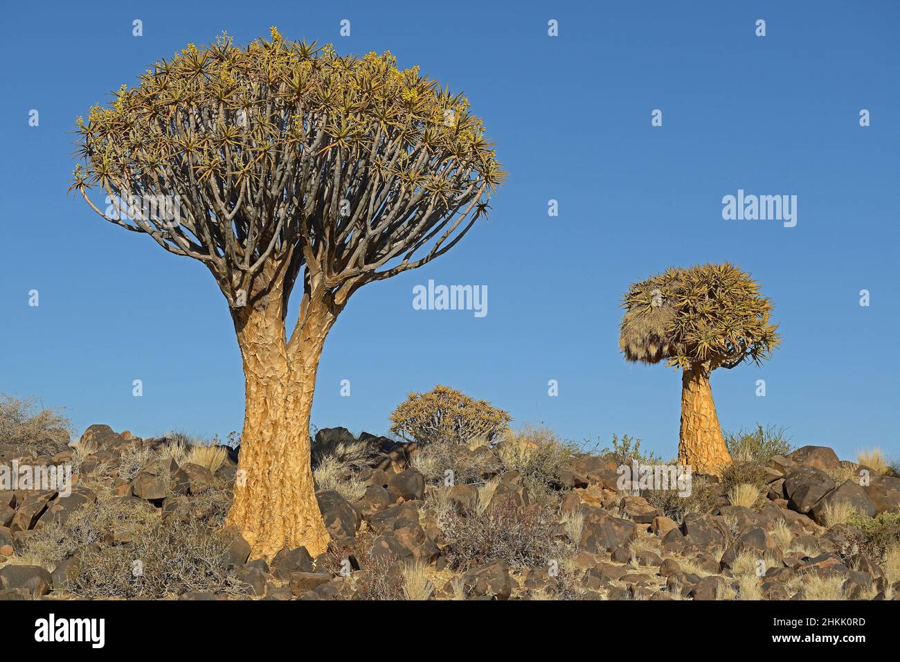 Kocurboom, Quivertree, albero fremito (Aloe dichotoma), all'alba, Namibia, Keetmanshoop Foto Stock