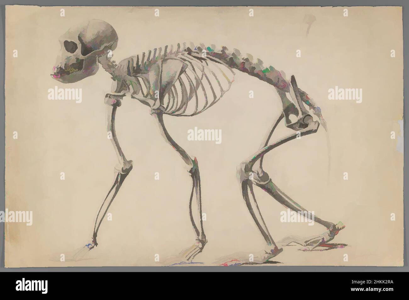 Arte ispirata da Skeleton di un Primate, Philip H. Wolfrom, americano, 1870-1904, grafite su carta, N.d., foglio: 12 15/16 x 19 7/16 pollici, 32,9 x 49,4 cm, ape, beige, ossa, scimmia, toni neutri, gabbia toracica, scheletro, cranio, colonna vertebrale, Tail, tail, opere classiche modernizzate da Artotop con un tuffo di modernità. Forme, colore e valore, impatto visivo accattivante sulle emozioni artistiche attraverso la libertà delle opere d'arte in modo contemporaneo. Un messaggio senza tempo che persegue una nuova direzione selvaggiamente creativa. Artisti che si rivolgono al supporto digitale e creano l'NFT Artotop Foto Stock