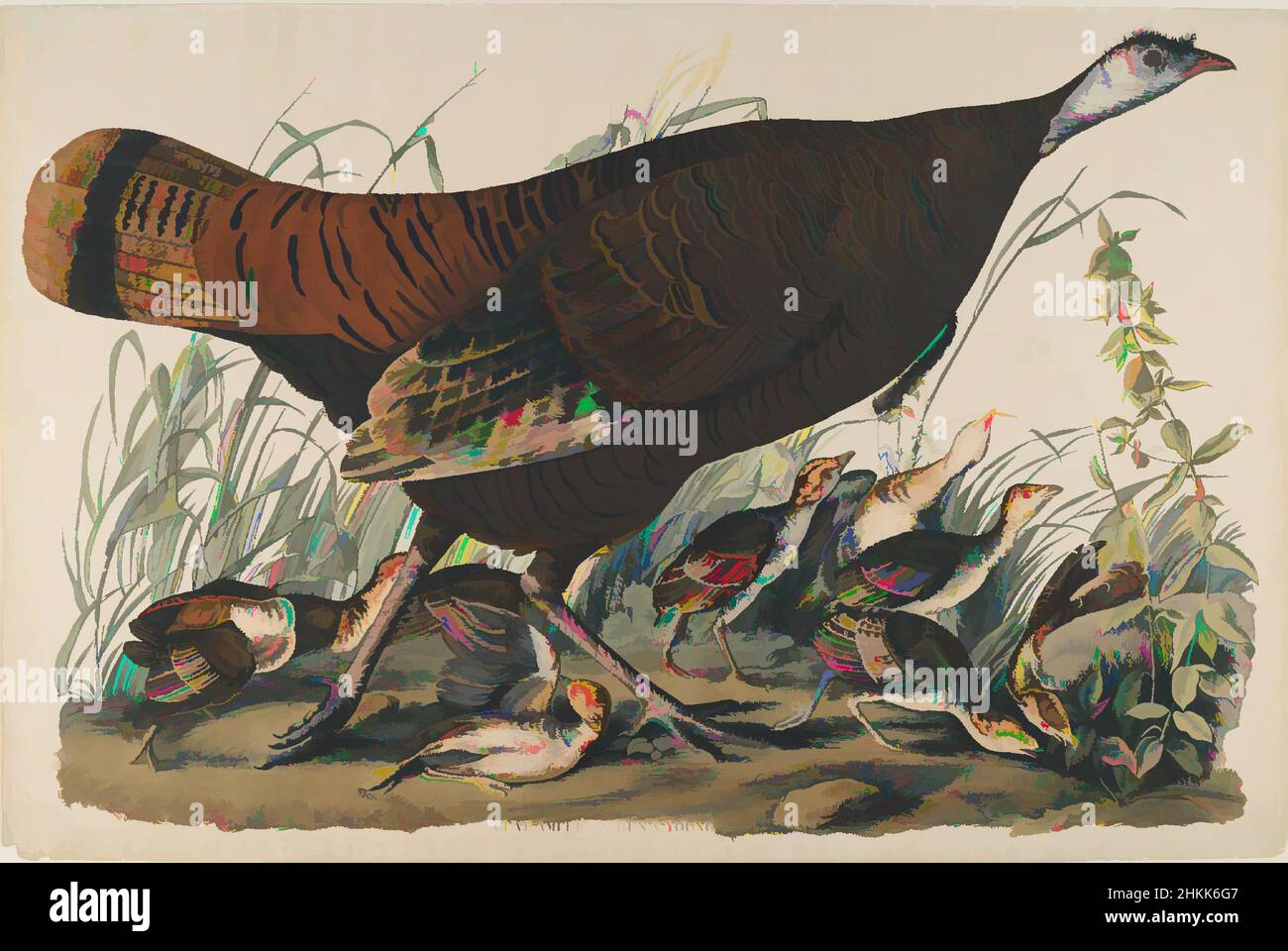 Art Inspired by Great American Hen and Young, Aquatint, Sheet: 26 1/4 x 39 3/4 in., 66,7 x 101 cm, uccelli, fauna, fuggite, flora, Erbe, madre, studio della natura, ornitologia, opere classiche modernizzate da Artotop con un tuffo di modernità. Forme, colore e valore, impatto visivo accattivante sulle emozioni artistiche attraverso la libertà delle opere d'arte in modo contemporaneo. Un messaggio senza tempo che persegue una nuova direzione selvaggiamente creativa. Artisti che si rivolgono al supporto digitale e creano l'NFT Artotop Foto Stock