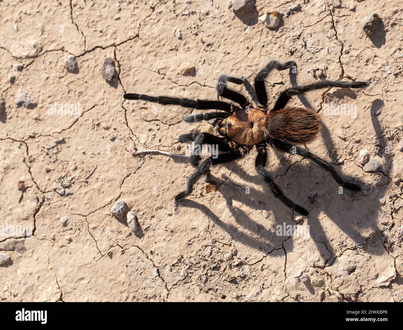 Una Tarantula marrone del Texas attraversa il piano del deserto di Chihuahuan. Foto Stock