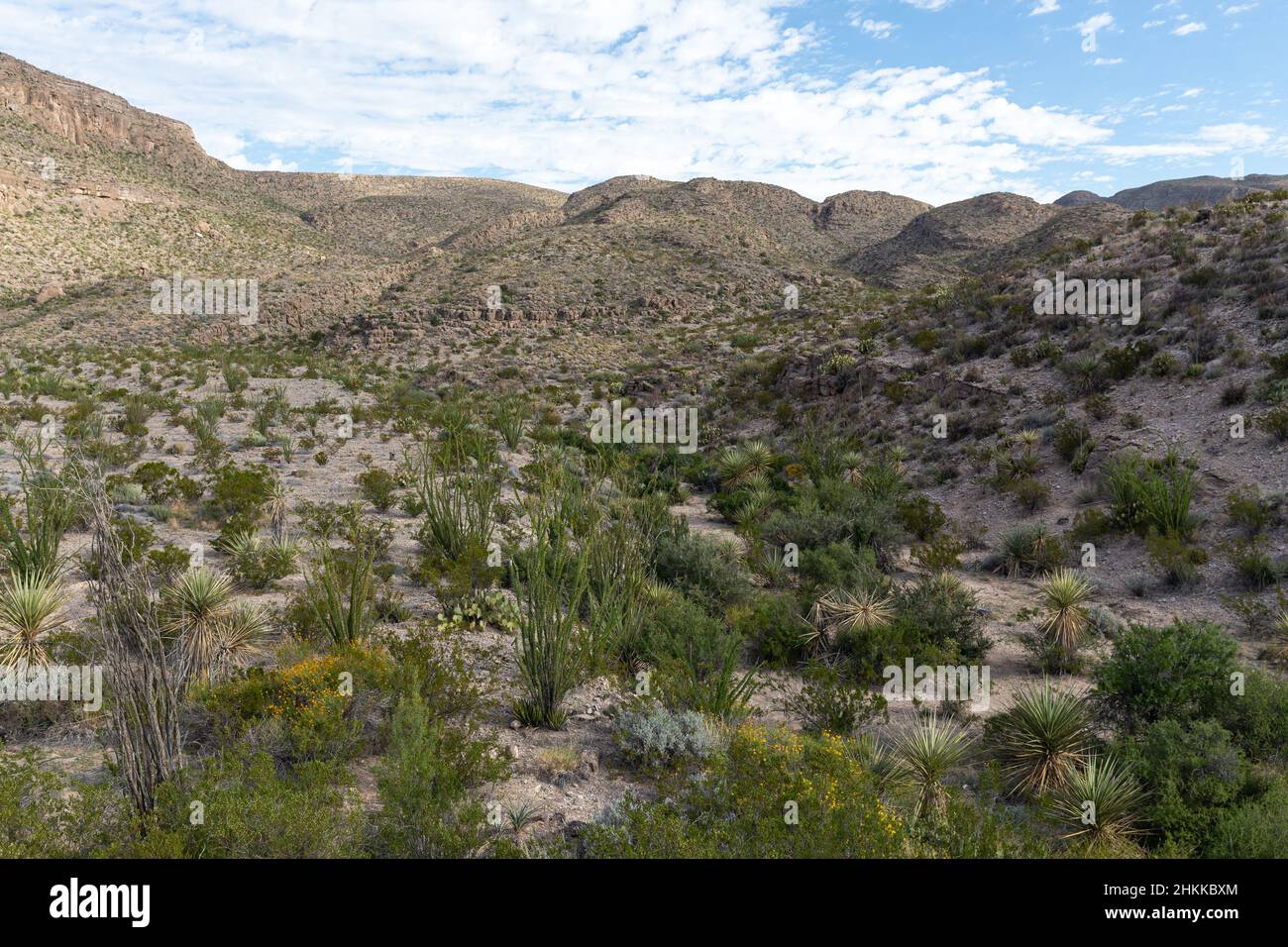 Durante i monsoni estivi, il deserto diventa verde e fioriscono fiori selvatici. Foto Stock