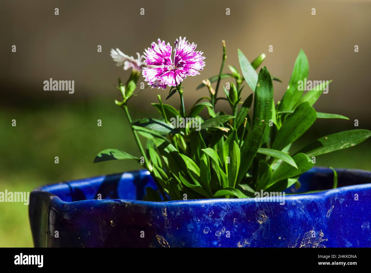 Bella doppia ombreggiata Bicolor Dianthus fiore di colore Rosa e Bianco con verde fogliame in vaso di ceramica blu. Casa giardinaggio cortile in vaso pianta Foto Stock
