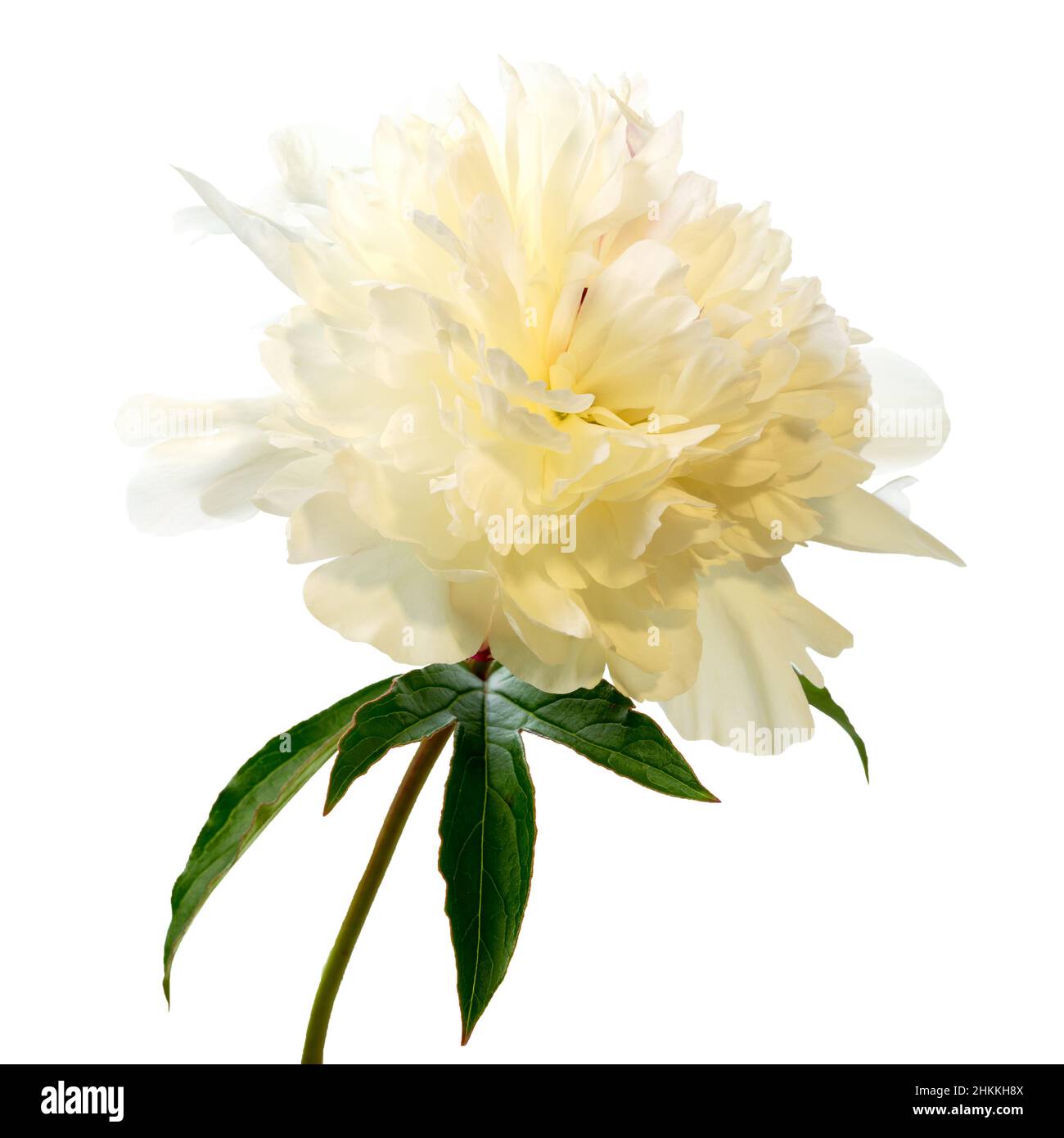 fiore di peonia bianco isolato su sfondo bianco Foto Stock