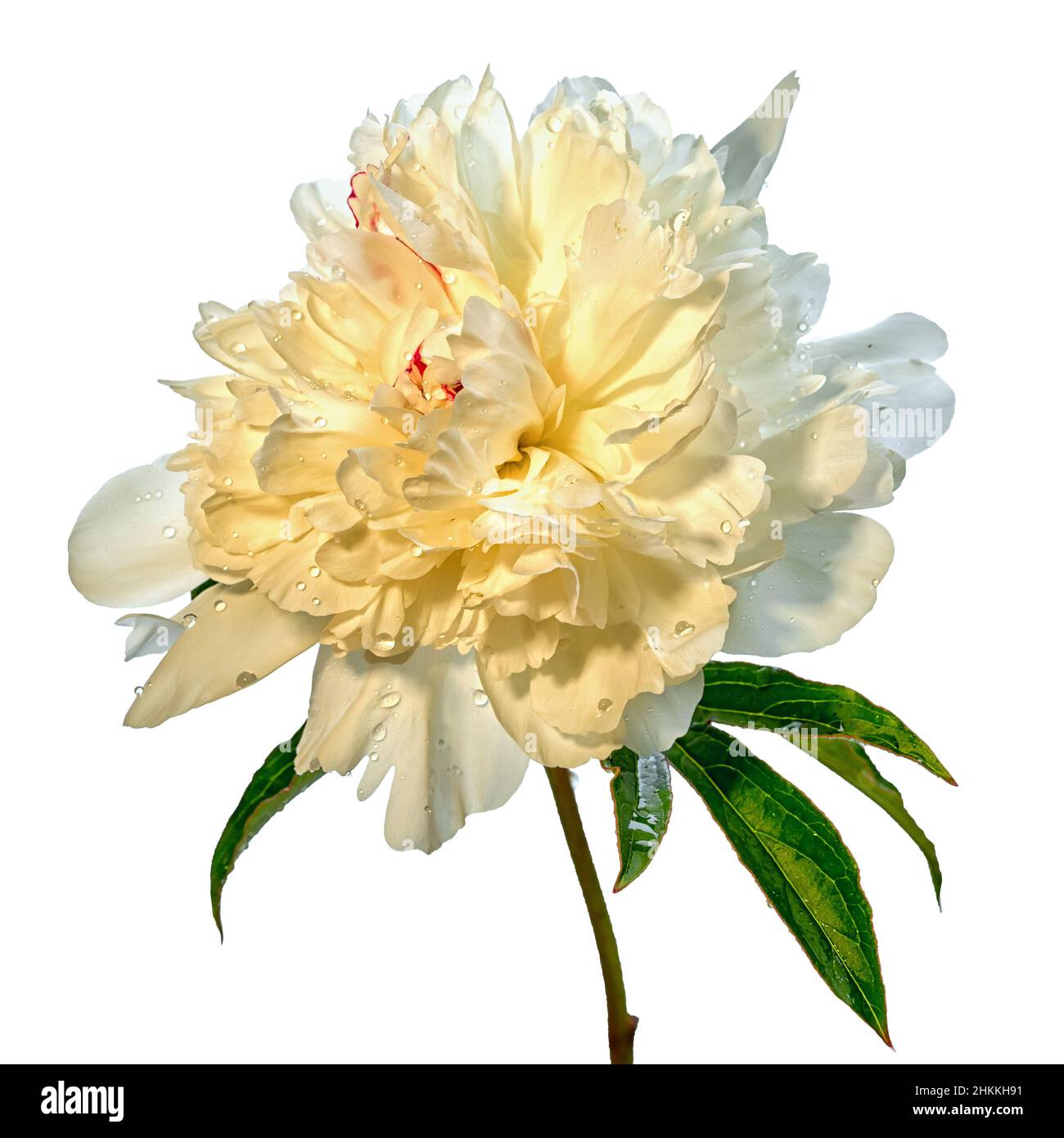 fiore di peonia bianco isolato su sfondo bianco Foto Stock