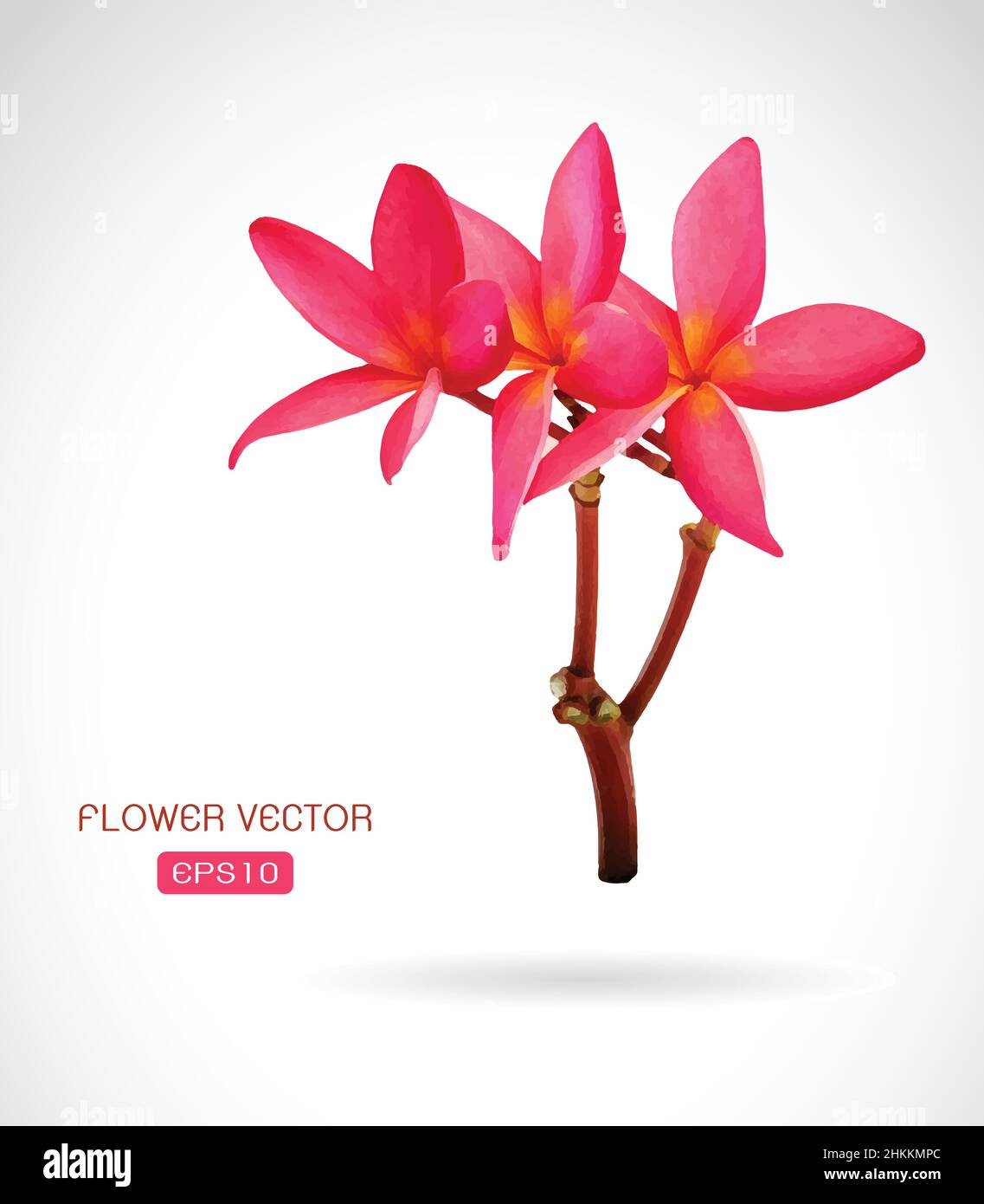 Immagine vettoriale del fiore di frangipani su sfondo bianco. Illustrazione vettoriale a livelli facilmente modificabile. Illustrazione Vettoriale