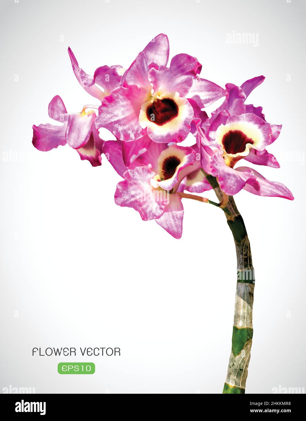 Immagine vettoriale del fiore dell'orchidea su sfondo bianco. Illustrazione vettoriale a livelli facilmente modificabile. Illustrazione Vettoriale