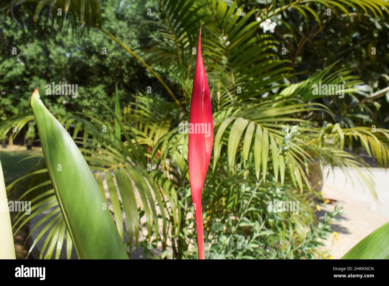 Giovane e tenero colore rosso uccello del paradiso fiore o fiori di gru fioritura con foglie fresche gambo. Casa in vaso piante dense sfondo fiori rosa Foto Stock