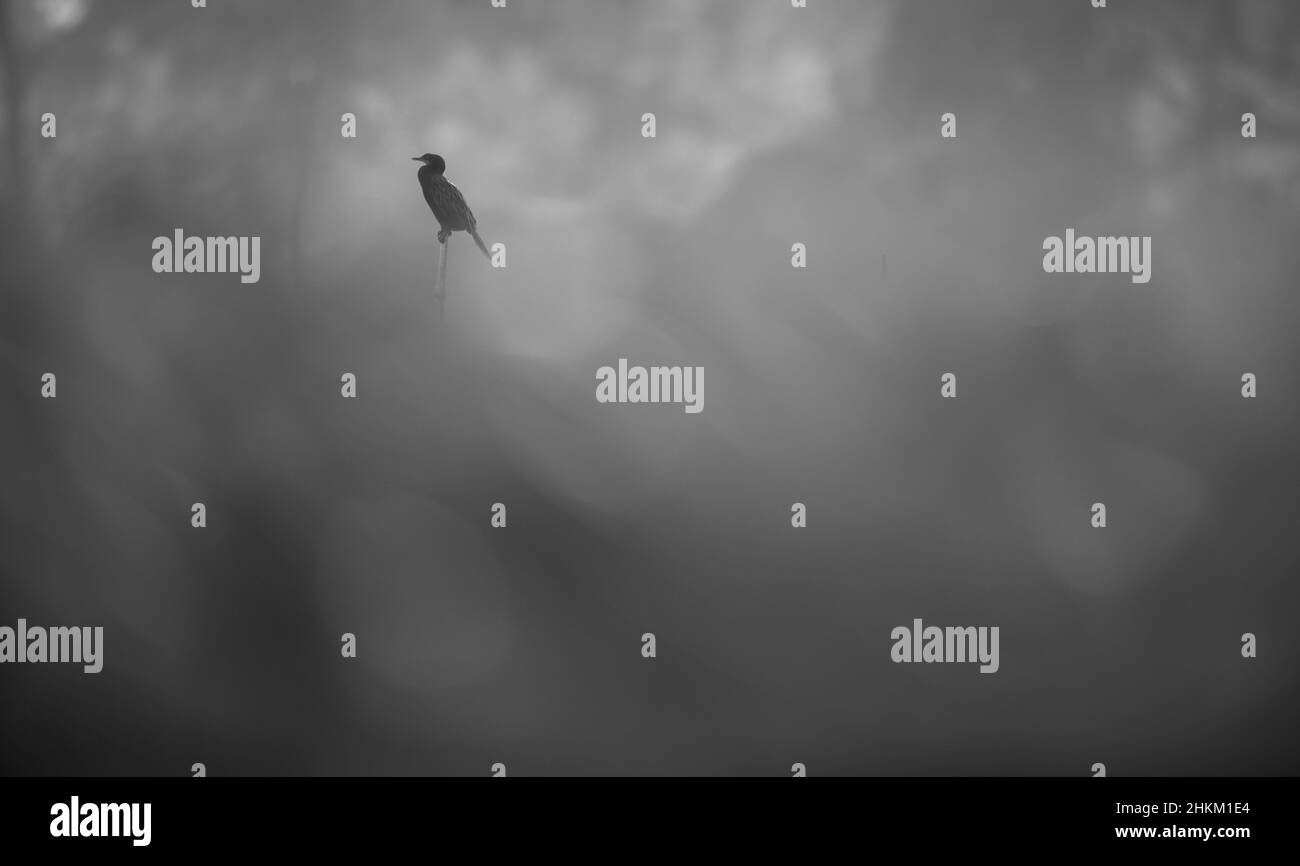 Poco cormorano Foto Stock