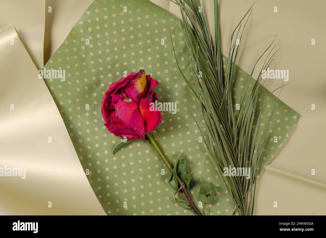 Fiore morente e ramo di palma su sfondo crema e verde. Rosa rossa sbiadita con petali sbriciolanti. Vista dall'alto. Messa a fuoco selettiva. Foto Stock