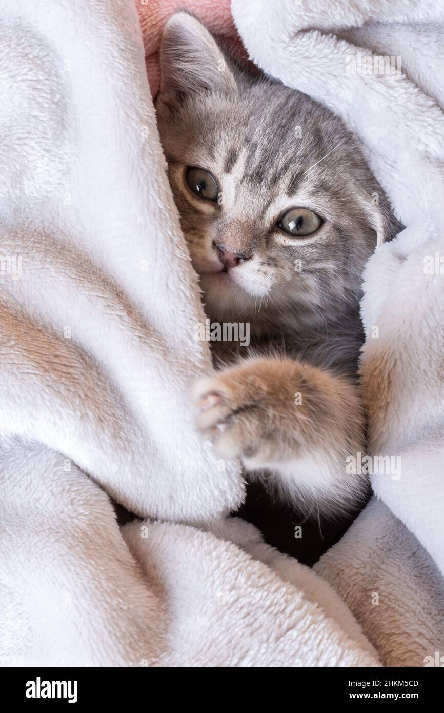 Un carino gattino grigio si trova a casa sul letto sotto le coperture. Divertente gattino grigio si nasconde sotto una coperta di pelliccia rosa. Il concetto di adorabili piccoli animali domestici. Foto Stock