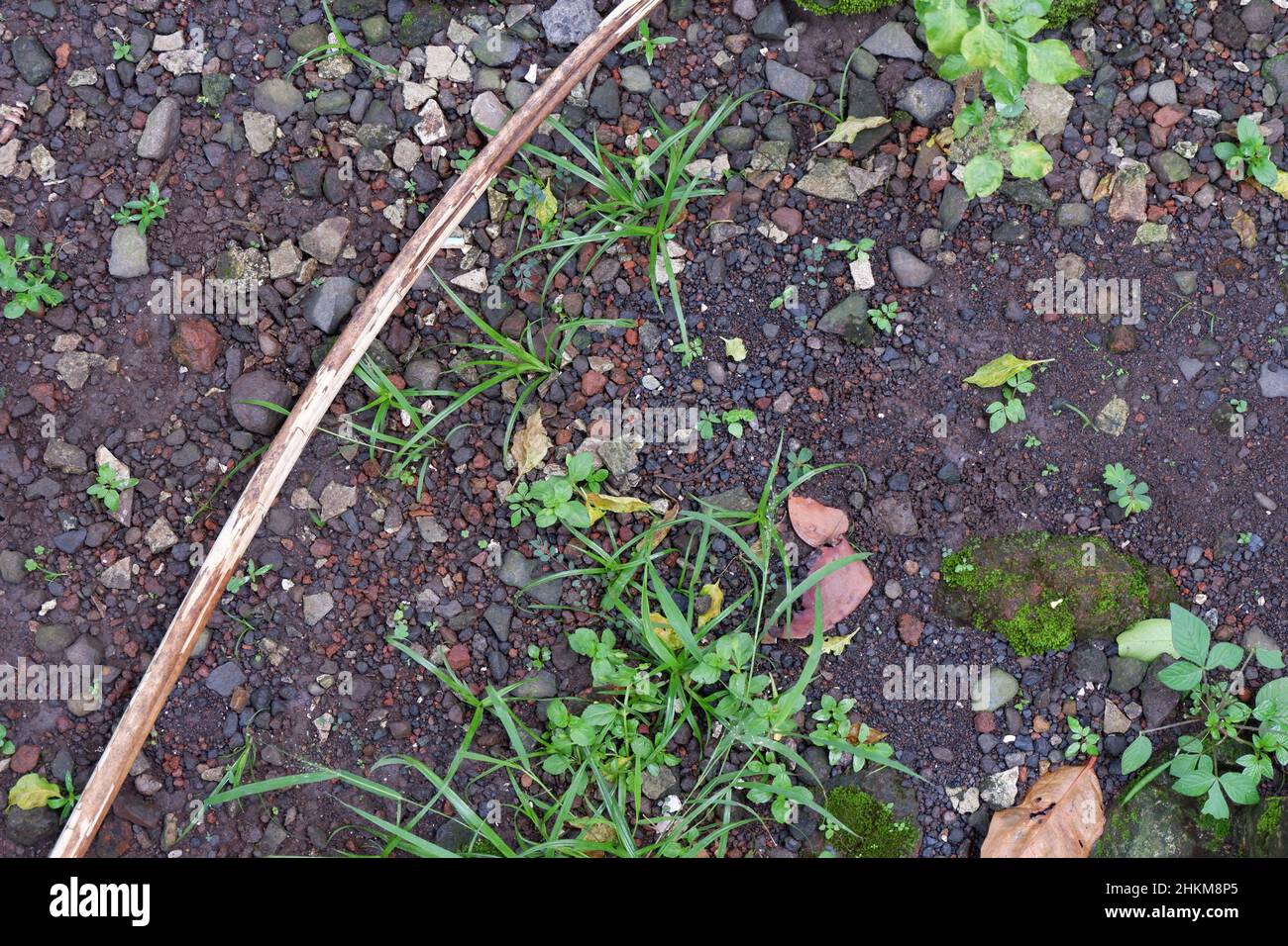 condizioni di suolo nel yard. ci sono ghiaia, rametti e foglie asciutte, erbacce ed erba. buono per sfondo Foto Stock