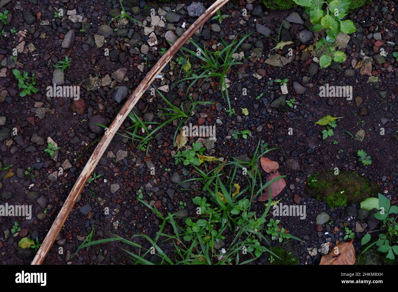 condizioni di suolo nel yard. ci sono ghiaia, rametti e foglie asciutte, erbacce ed erba. buono per sfondo Foto Stock