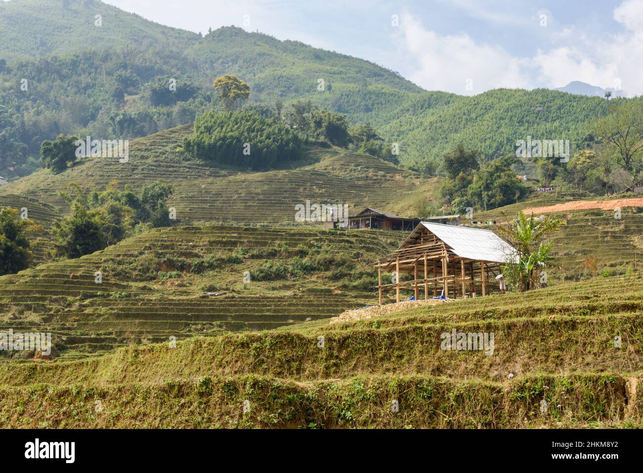 Terrazze di risaie nella Valle di Muong Hoa (Thung Lung Muong Hoa), vicino a Sapa (SA Pa), Provincia di Lao Cai, Vietnam Foto Stock
