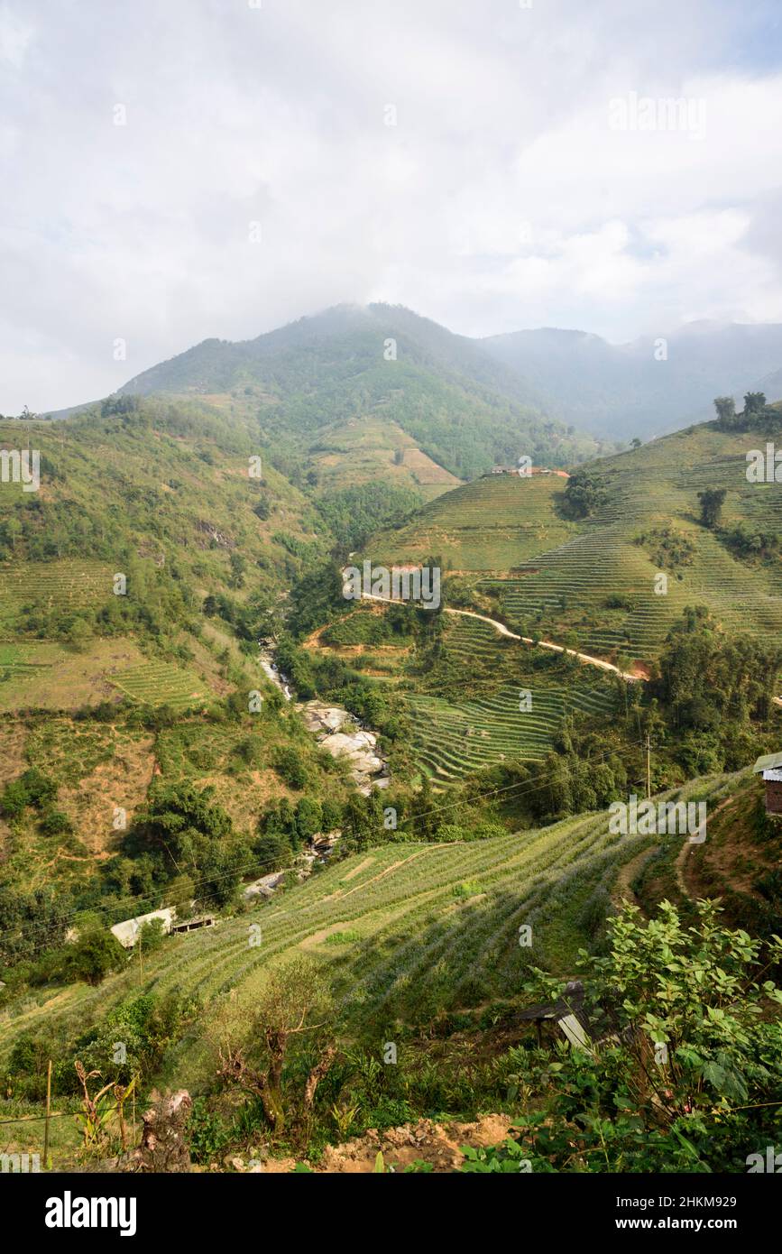 Risaie risaie terrazze e colline ondulate vicino a Sapa (SA Pa), Provincia di Lao Cai, Vietnam, Sud-Est asiatico Foto Stock