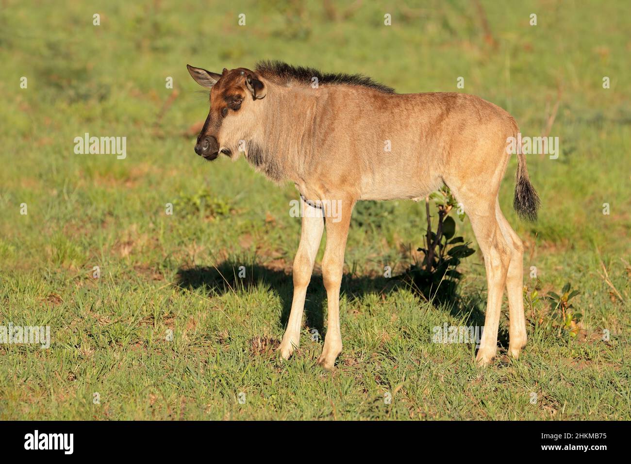 Un giovane blue gnu polpaccio (Connochaetes taurinus), Sud Africa Foto Stock