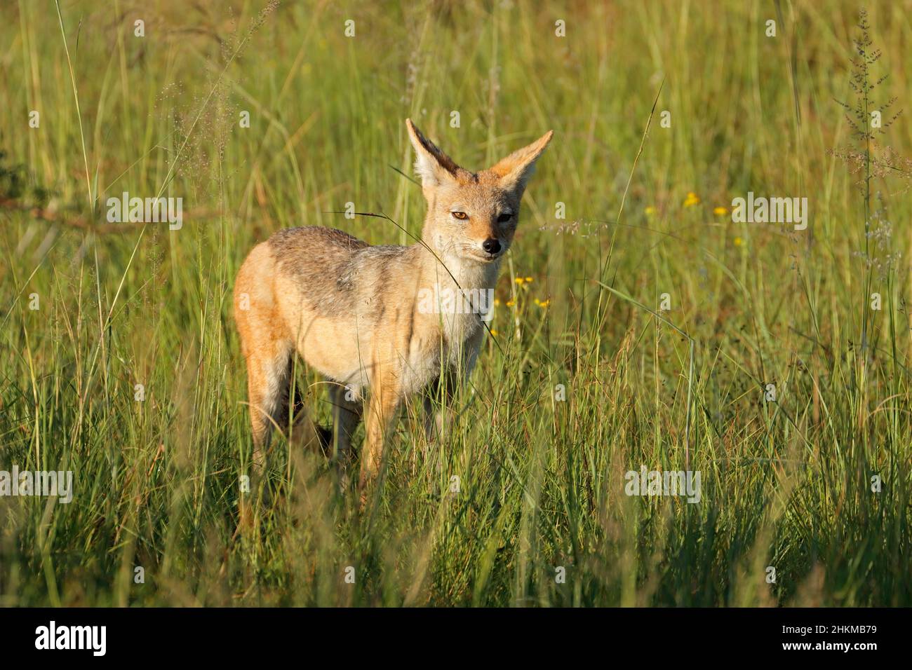 Allerta jackal nero-backed (Canis mesomelas) in piedi in prateria, Sudafrica Foto Stock