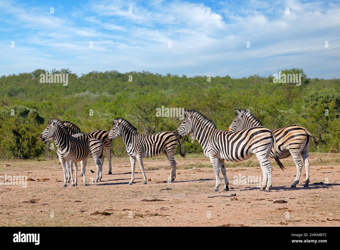 Mandria di zebre di pianura (Equus burchelli) in habitat naturale, Parco Nazionale Kruger, Sudafrica Foto Stock