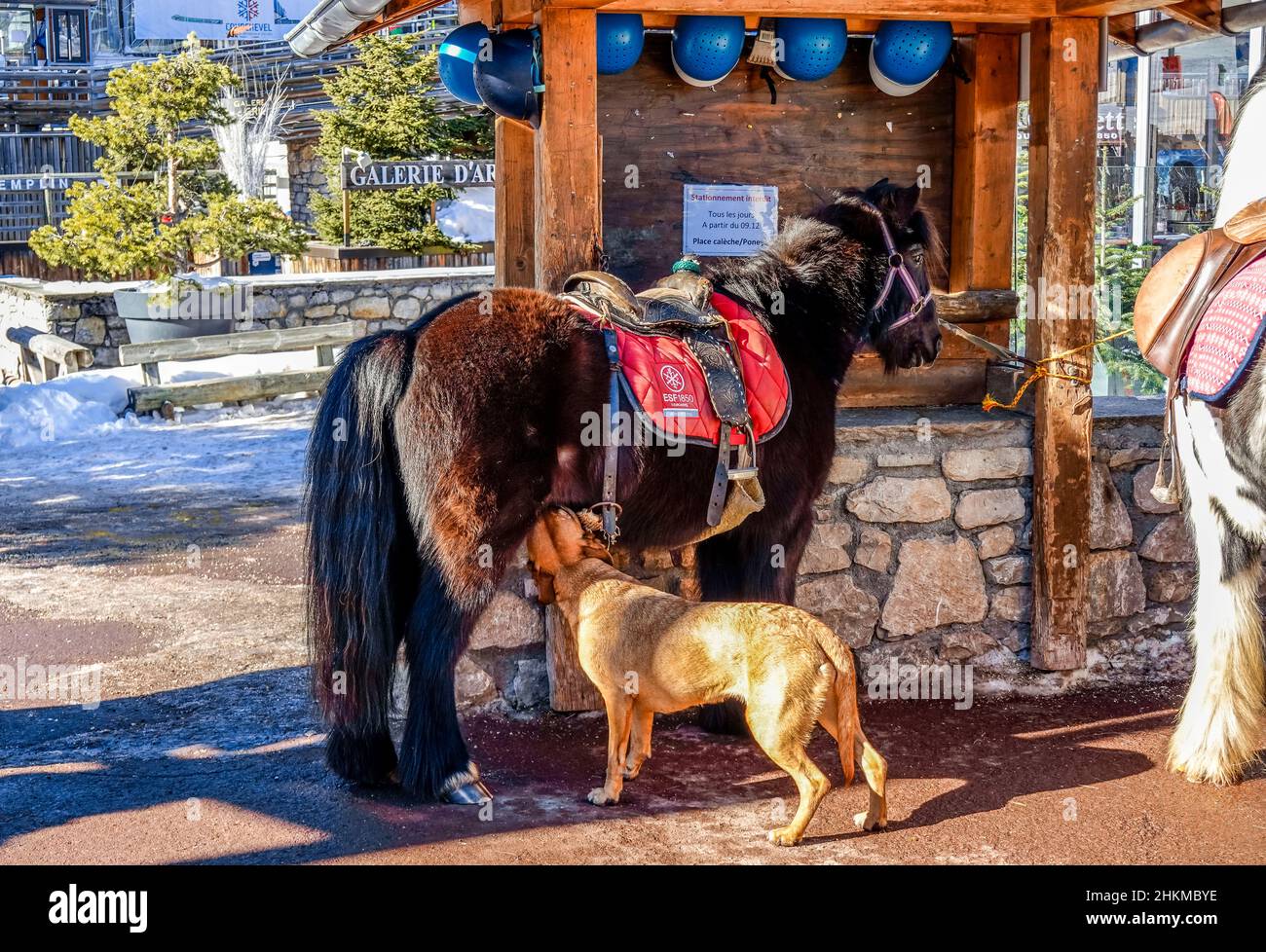 Hund trinkt Milch bei Pony, Courchevel, Departement Savoie, Frankreich Foto Stock