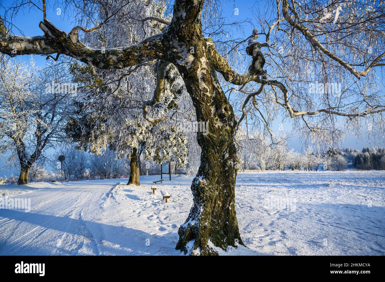 Albero di betulla in ghiacciato paesaggio invernale nevoso nel soleggiato giorno di dicembre. Foto Stock