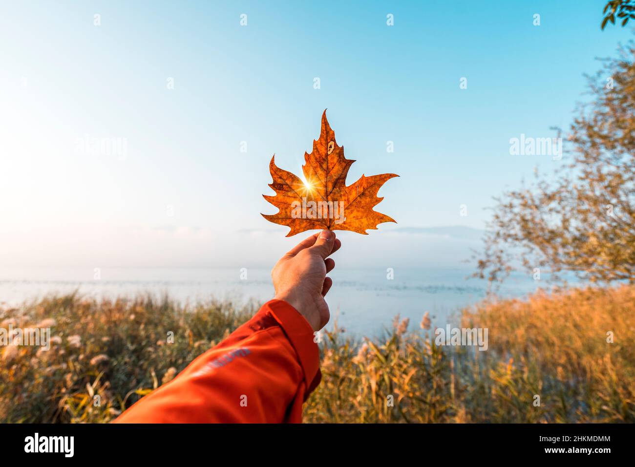 Mano maschio che tiene la foglia di acero contro il cielo blu chiaro con raggi solari. Stagione autunnale. Foto Stock