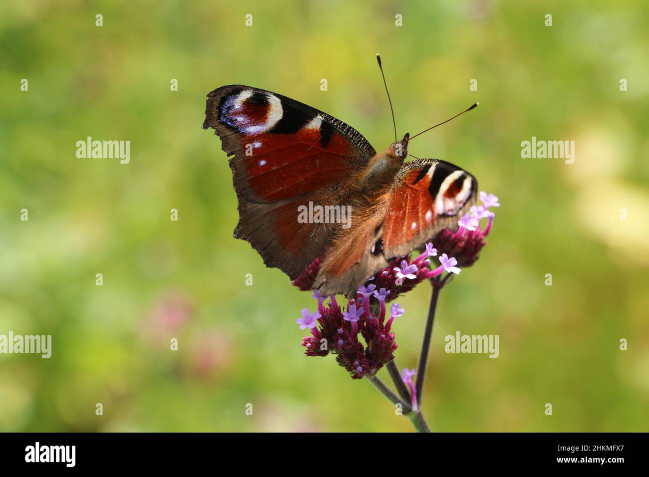 primo piano farfalla europea di pavone su sfondo verde naturale Foto Stock