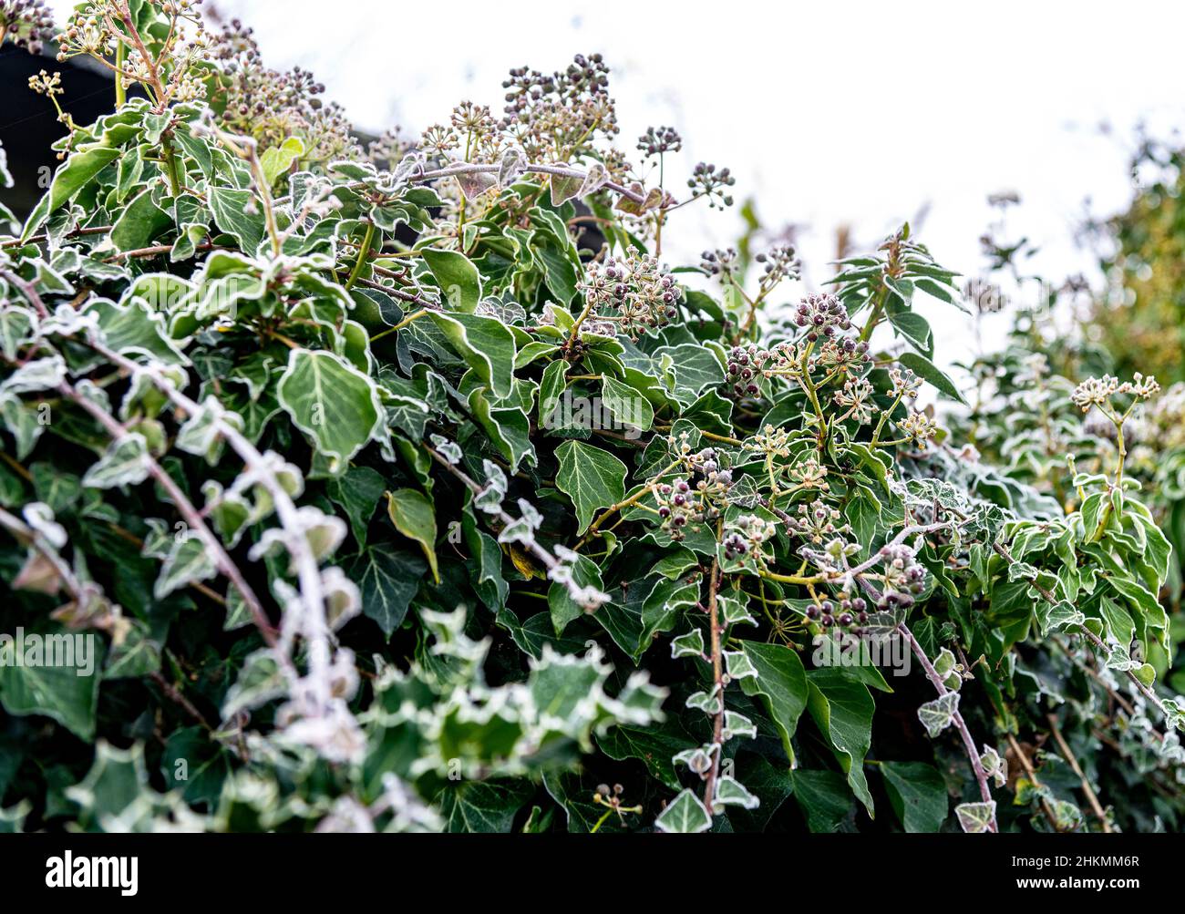 La siepe Ivy è coperta di gelo bianco durante l'inverno nel Regno Unito, Berkshire, Inghilterra, Regno Unito Foto Stock