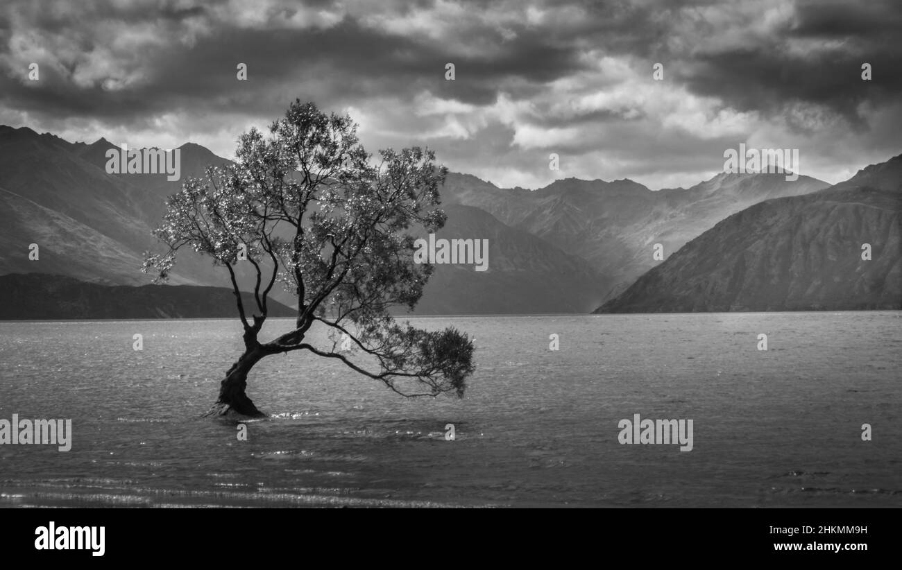 Che Lonely albero, Wanaka, Nuova Zelanda Foto Stock