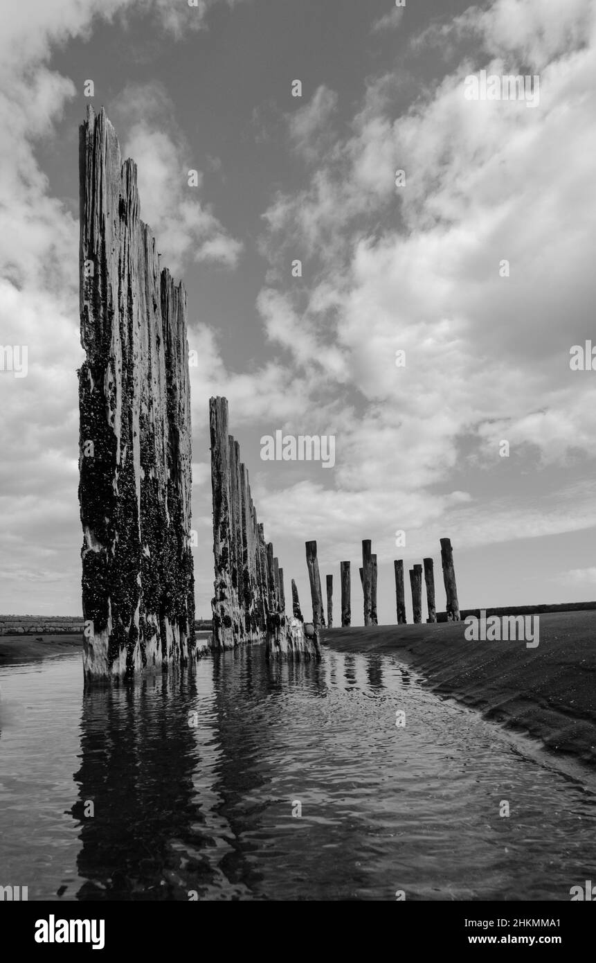 Pali di legno, Nuova Zelanda Foto Stock