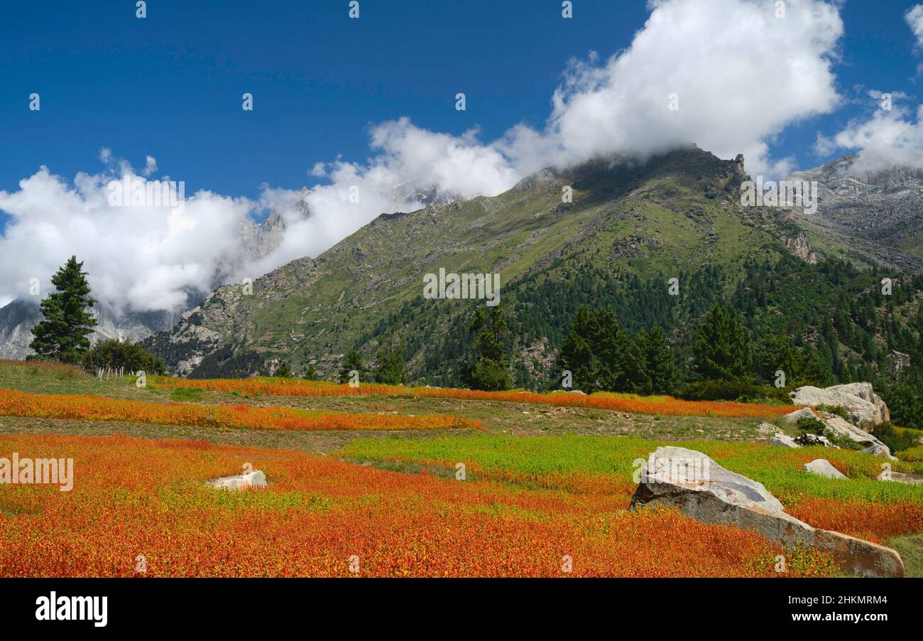 Raccolto di grano di Ogla rosso che cresce sulle pendici di Himalaya sotto il cielo blu brillante fiancheggiato da massi e alberi vicino Rakcham villaggio, Himachal Pradesh, India. Foto Stock
