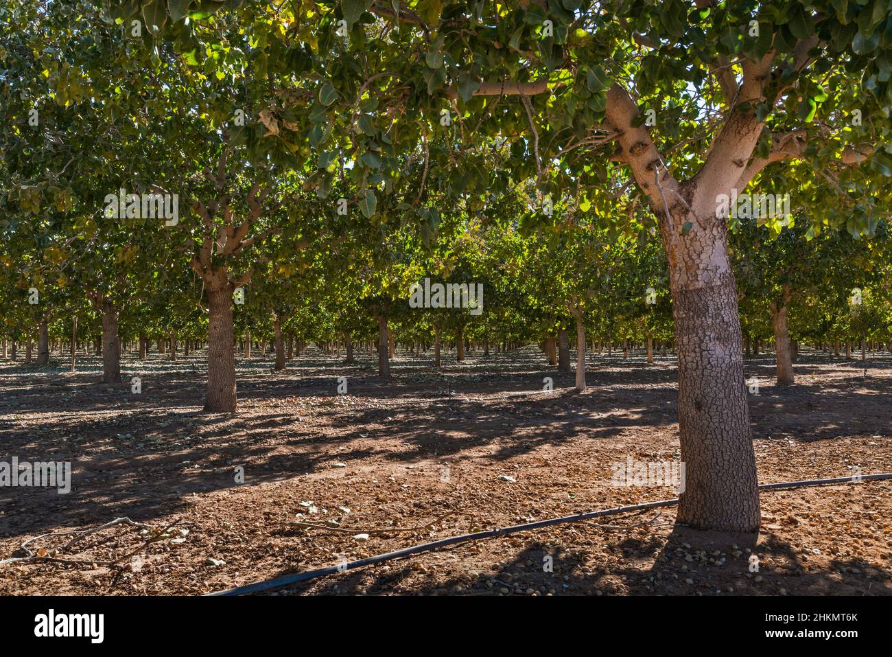 Frutteto di pistacchio nel deserto di Chihuahuan, vicino Bowie, Arizona, Stati Uniti Foto Stock