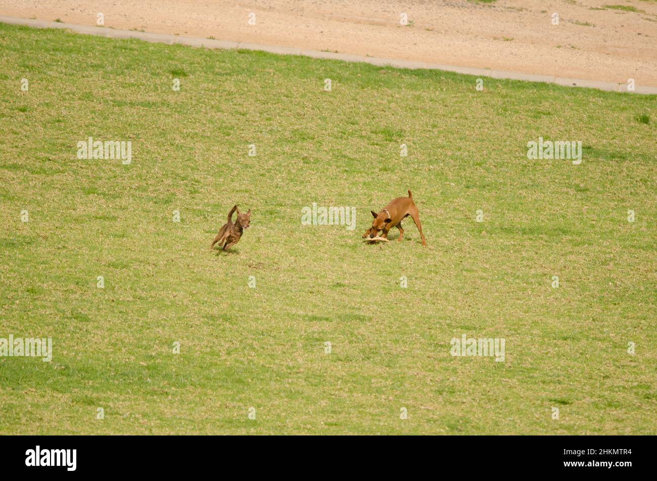 Cani che giocano nel parco. La Ballena. Las Palmas de Gran Canaria. Gran Canaria. Isole Canarie. Spagna. Foto Stock