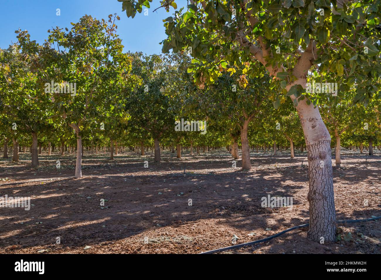 Frutteto di pistacchio nel deserto di Chihuahuan, vicino Bowie, Arizona, Stati Uniti Foto Stock