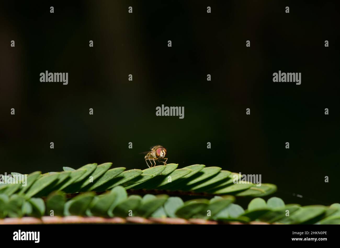 Hoverfly Meliscaeva auricollis su un ramo. Femmina. Valleseco. Gran Canaria. Isole Canarie. Spagna. Foto Stock